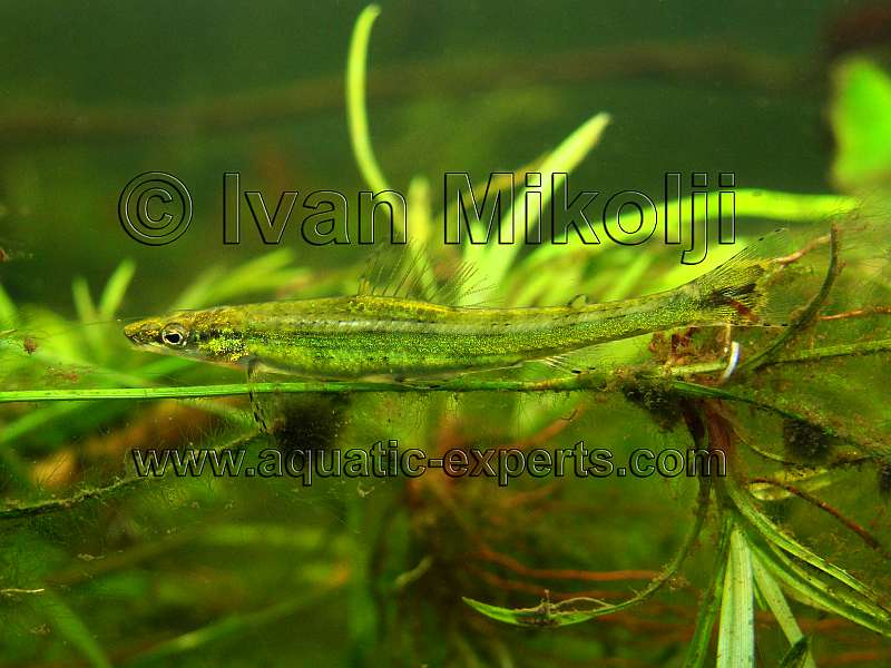 Ammocryptocharax elegans 4